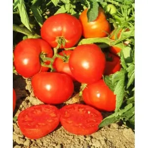 Seminte tomate Sandor F1