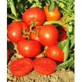 Seminte tomate Sandor F1