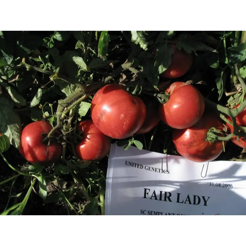 Seminte tomate Fair Lady F1