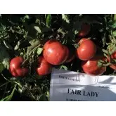 Seminte tomate Fair Lady F1