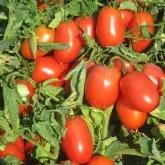 Seminte tomate Big Rio F1