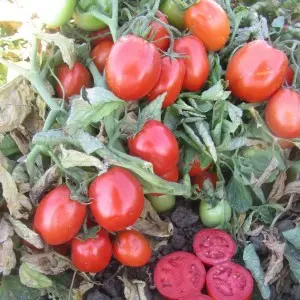 Seminte tomate Nemabrix 2000 F1