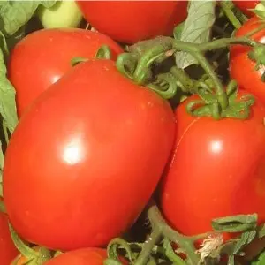 Seminte tomate Rio Fuego