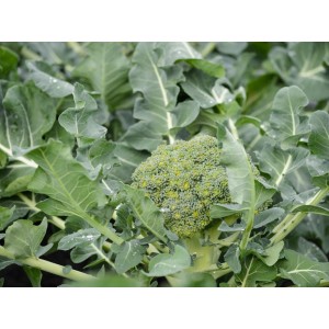 Seminte broccoli Green Magic F1