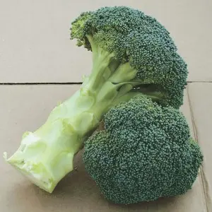 Seminte broccoli Green Magic F1