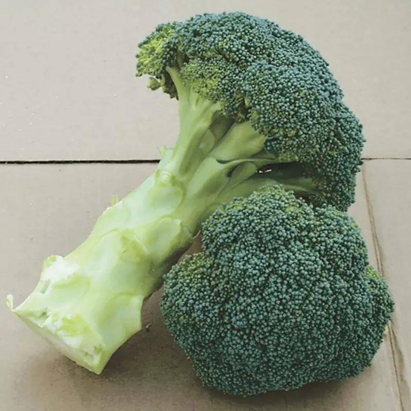 Seminte broccoli Green Magic F1
