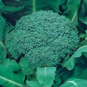 Seminte broccoli Green Magic F1