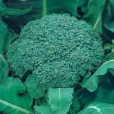 Seminte broccoli Green Magic F1