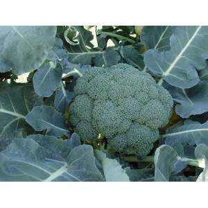Seminte broccoli Naxos F1