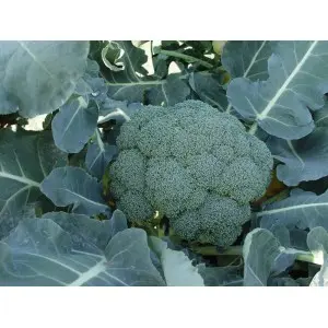 Seminte broccoli Naxos F1 Seminte broccoli Naxos F1