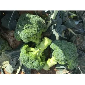 Seminte broccoli Naxos F1