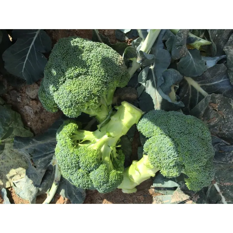 Seminte broccoli Naxos F1