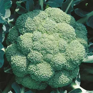 Seminte broccoli Marathon F1