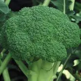 Seminte broccoli Marathon F1