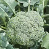 Seminte broccoli Marathon F1