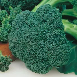 Seminte broccoli Parthenon F1 Seminte broccoli Parthenon F1