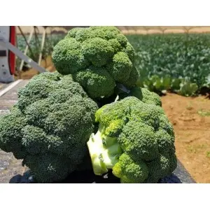 Seminte broccoli Triton F1