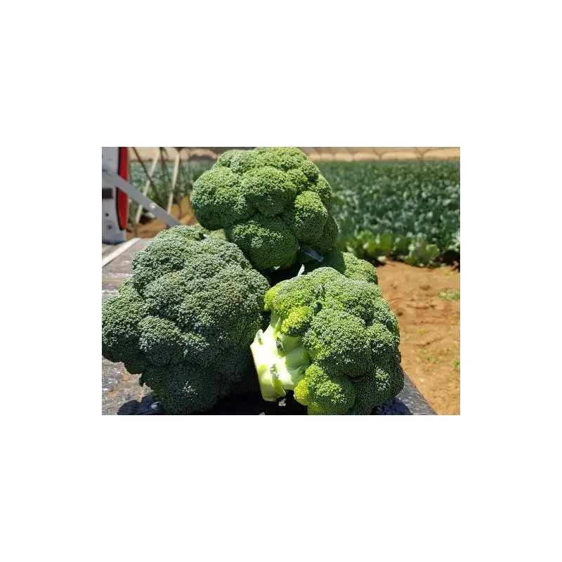 Seminte broccoli Triton F1