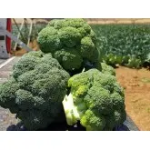Seminte broccoli Triton F1