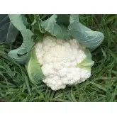 Seminte conopida White Excel F1