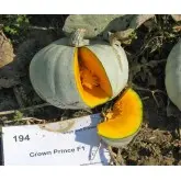 Seminte dovleac Crown Prince F1