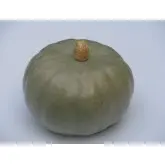 Seminte dovleac Crown Prince F1