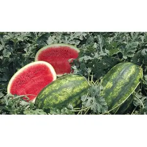 Seminte pepene verde Crimson Ruby F1