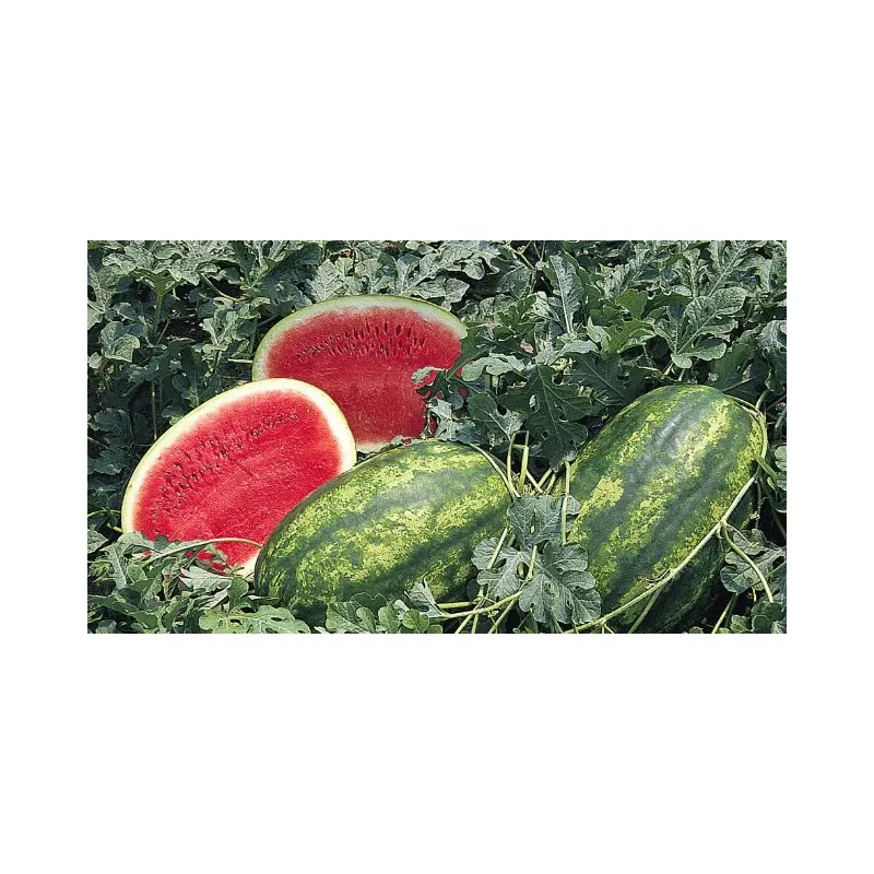 Seminte pepene verde Crimson Ruby F1