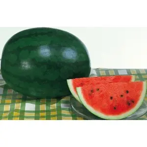 Seminte pepene verde Sugar Delicata F1