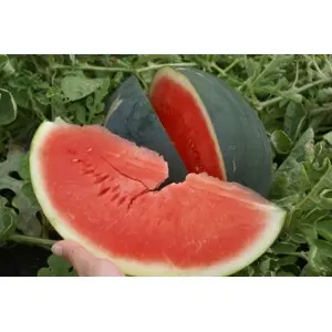 Seminte pepene verde Sugar Delicata F1