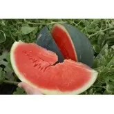 Seminte pepene verde Sugar Delicata F1