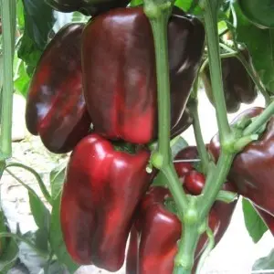 Seminte ardei gras Palladius F1