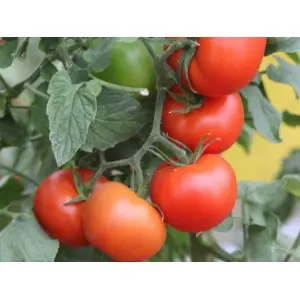 Seminte tomate Lojain F1