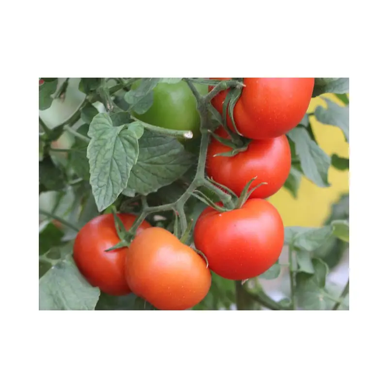 Seminte tomate Lojain F1