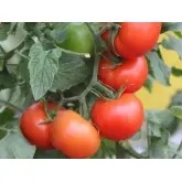 Seminte tomate Lojain F1