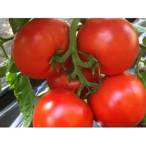 Seminte tomate Lojain F1
