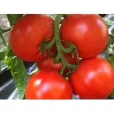 Seminte tomate Lojain F1
