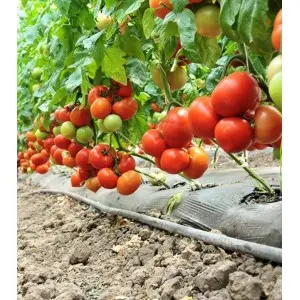Seminte tomate Agilis F1