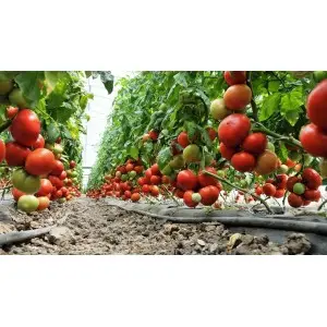 Seminte tomate Agilis F1