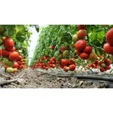 Seminte tomate Agilis F1