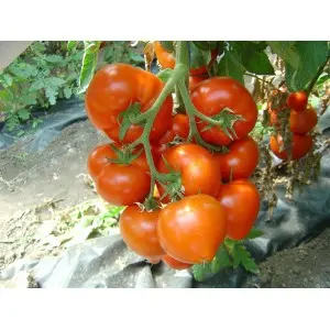 Seminte tomate Belfast F1