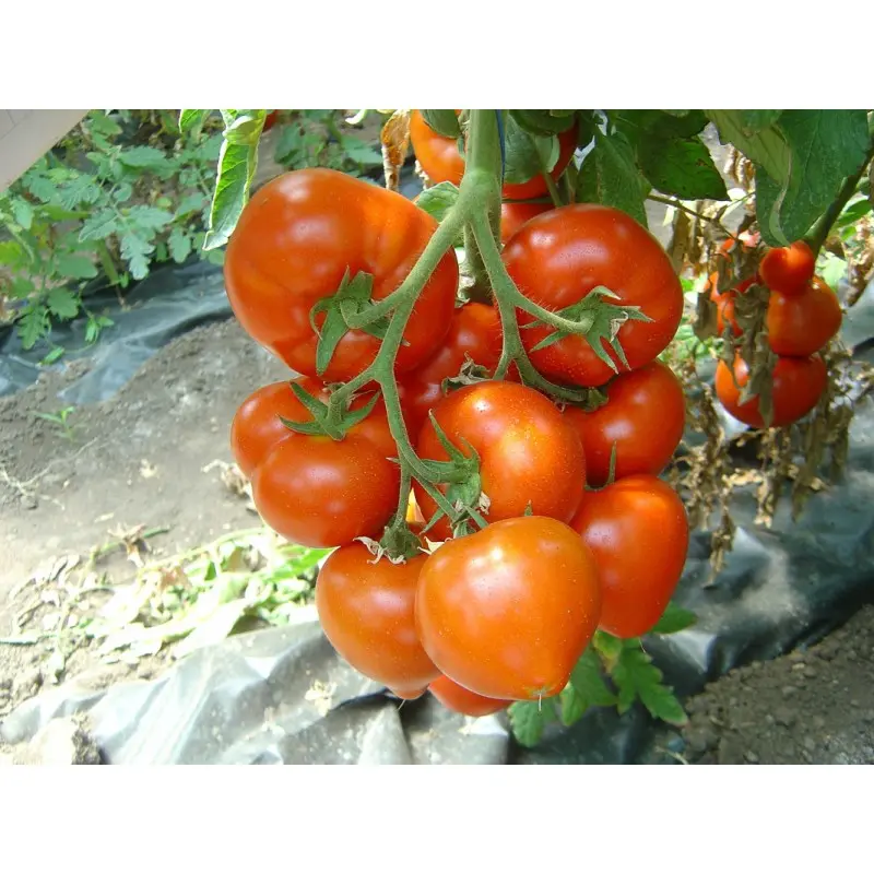 Seminte tomate Belfast F1