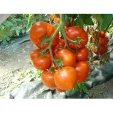 Seminte tomate Belfast F1