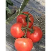 Seminte tomate Buran F1