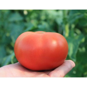 Seminte tomate Buran F1