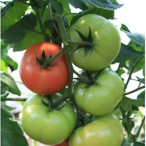 Seminte tomate Buran F1