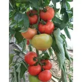 Seminte tomate Buran F1