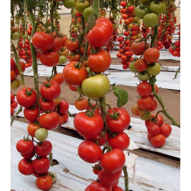 Seminte tomate Belle F1