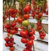 Seminte tomate Belle F1