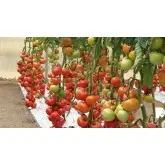 Seminte tomate Belle F1